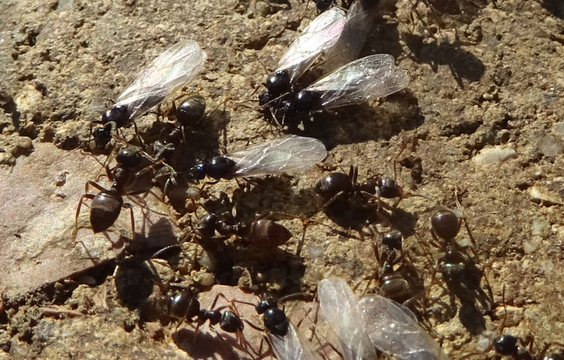 Lasius sp. (alate e non).....pi un ?